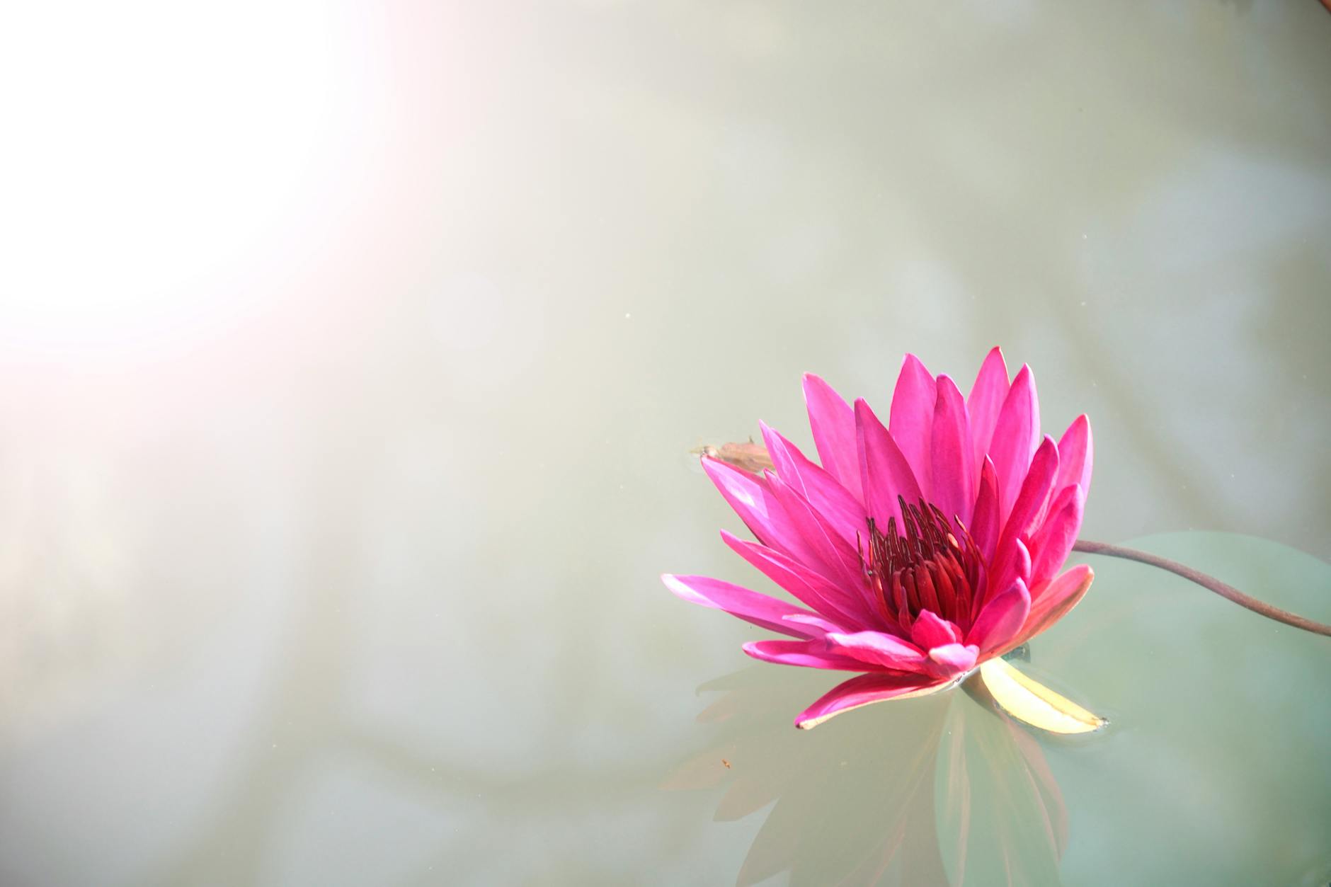 Peaceful lotus flower floating on calm water symbolizing spiritual rebirth